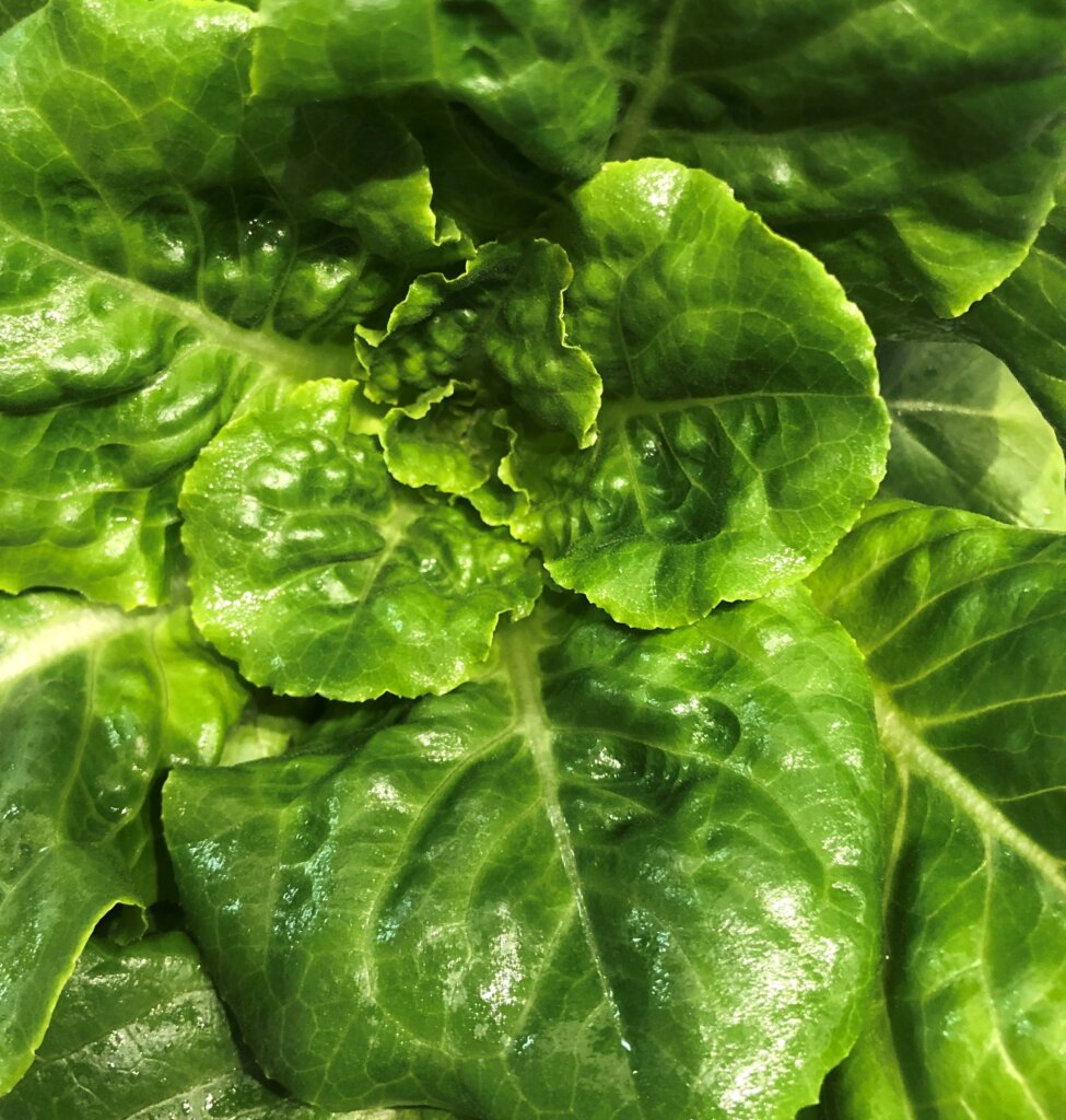 Image of a plant that has been grown using vertical farming techniques.