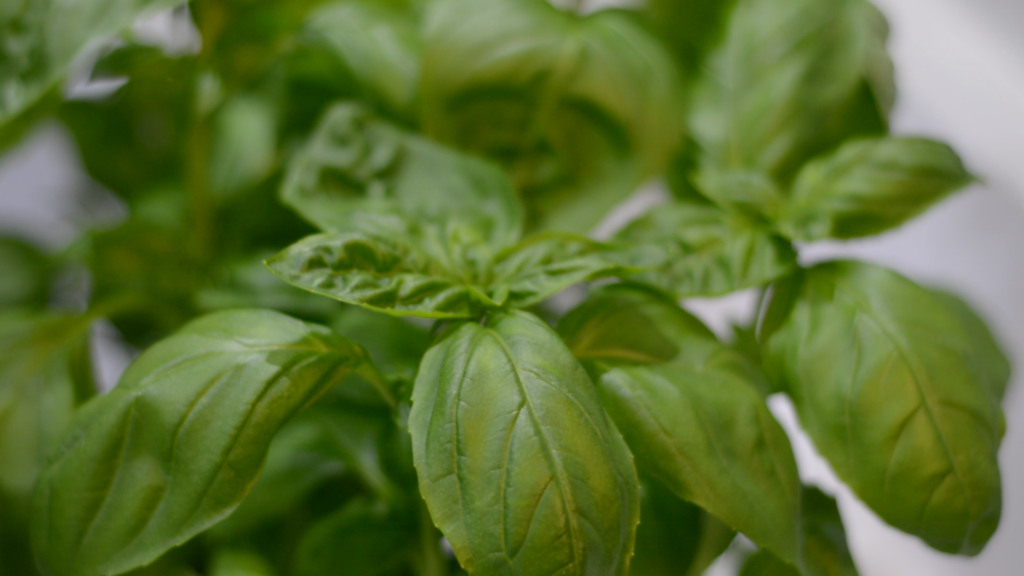 Basil plant growing in a vertical farming setup.